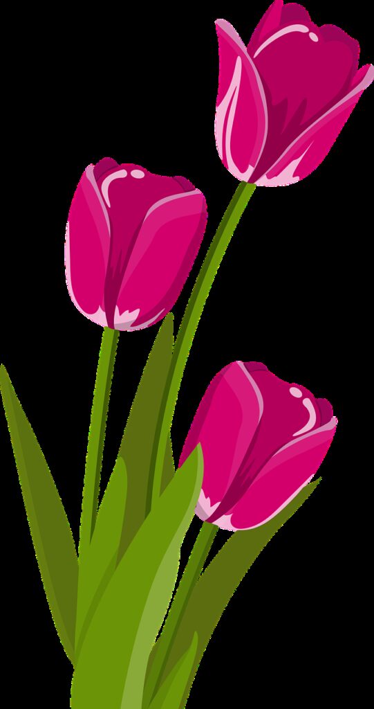 flower, tulip, spring